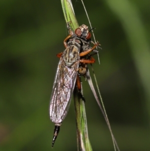 Cerdistus sp. (genus) at Acton, ACT - 31 Dec 2021