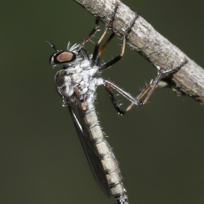 Cerdistus sp. (genus) (Yellow Slender Robber Fly) at Acton, ACT - 31 Dec 2021 by TimL