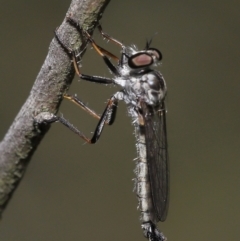 Cerdistus sp. (genus) at Acton, ACT - 31 Dec 2021