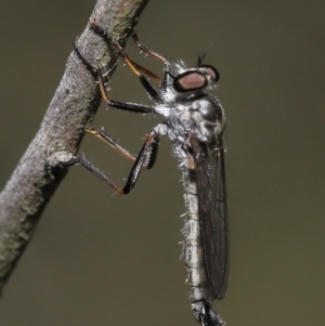 Cerdistus sp. (genus) at Acton, ACT - 31 Dec 2021