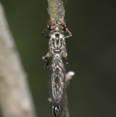 Cerdistus sp. (genus) at Acton, ACT - 31 Dec 2021 12:32 PM