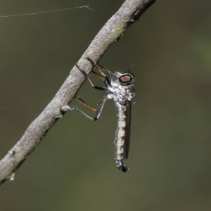 Cerdistus sp. (genus) at Acton, ACT - 31 Dec 2021