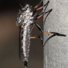 Cerdistus sp. (genus) (Yellow Slender Robber Fly) at ANBG - 31 Dec 2021 by TimL