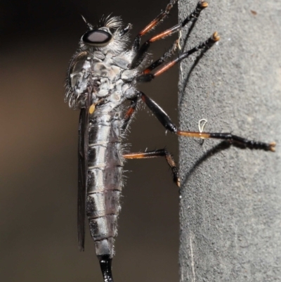 Cerdistus sp. (genus) (Slender Robber Fly) at Acton, ACT - 31 Dec 2021 by TimL