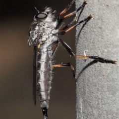 Cerdistus sp. (genus) (Robber fly) at Acton, ACT - 31 Dec 2021 by TimL