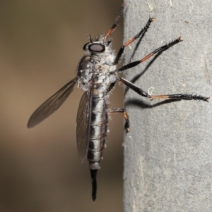 Cerdistus sp. (genus) at Acton, ACT - 31 Dec 2021 12:54 PM