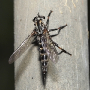 Cerdistus sp. (genus) at Acton, ACT - 31 Dec 2021 12:54 PM