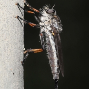 Cerdistus sp. (genus) at Acton, ACT - 31 Dec 2021