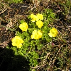 Ranunculus niphophilus (Snow Buttercup) at Geehi, NSW - 29 Dec 2021 by MatthewFrawley