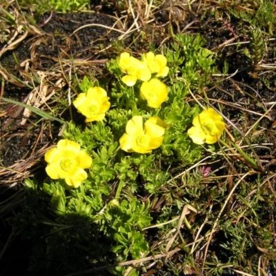 Ranunculus niphophilus (Snow Buttercup) at Kosciuszko National Park - 28 Dec 2021 by MatthewFrawley