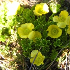 Ranunculus niphophilus at Geehi, NSW - 29 Dec 2021