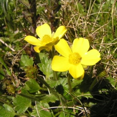 Ranunculus graniticola (Granite Buttercup) at Geehi, NSW - 29 Dec 2021 by MatthewFrawley