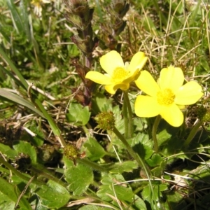 Ranunculus graniticola at Geehi, NSW - 29 Dec 2021