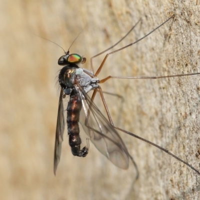 Heteropsilopus sp. (genus) (A long legged fly) at Acton, ACT - 31 Dec 2021 by TimL