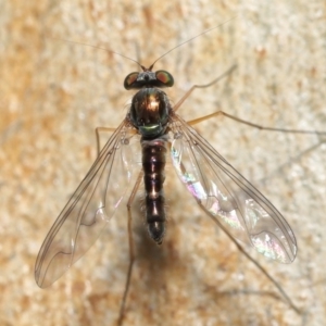 Heteropsilopus sp. (genus) at Acton, ACT - 31 Dec 2021