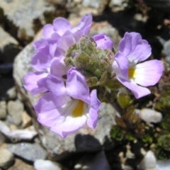 Euphrasia collina subsp. lapidosa (Feldmark Eyebright) at Kosciuszko National Park - 29 Dec 2021 by MatthewFrawley