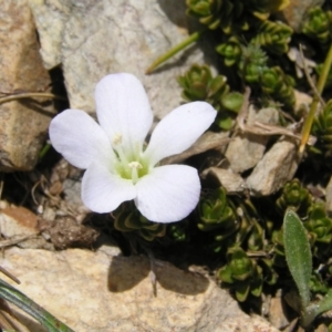 Veronica densifolia at Geehi, NSW - 29 Dec 2021