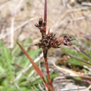 Luzula novae-cambriae at Kosciuszko, NSW - 29 Dec 2021