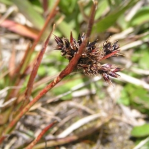 Luzula novae-cambriae at Kosciuszko, NSW - 29 Dec 2021