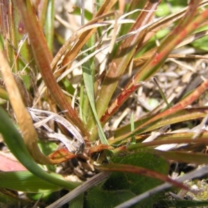 Luzula novae-cambriae at Kosciuszko, NSW - 29 Dec 2021