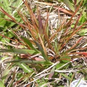 Luzula novae-cambriae at Kosciuszko, NSW - 29 Dec 2021