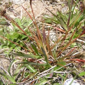 Luzula novae-cambriae at Kosciuszko, NSW - 29 Dec 2021