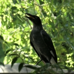 Strepera graculina (Pied Currawong) at Gungahlin, ACT - 1 Jan 2022 by TrishGungahlin