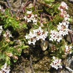 Pimelea alpina (Alpine Rice-flower) at Kosciuszko National Park - 29 Dec 2021 by MatthewFrawley