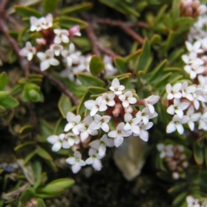 Pimelea alpina at Kosciuszko, NSW - 29 Dec 2021