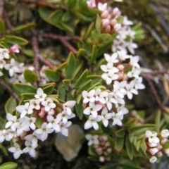 Pimelea alpina at Kosciuszko, NSW - 29 Dec 2021