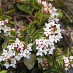 Pimelea alpina at Kosciuszko, NSW - 29 Dec 2021