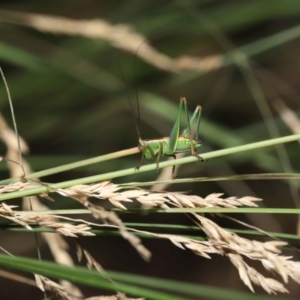 Conocephalus upoluensis at Acton, ACT - 2 Jan 2022