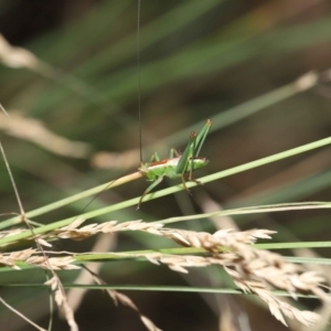 Conocephalus upoluensis at Acton, ACT - 2 Jan 2022 11:31 AM