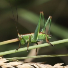 Conocephalus upoluensis at Acton, ACT - 2 Jan 2022