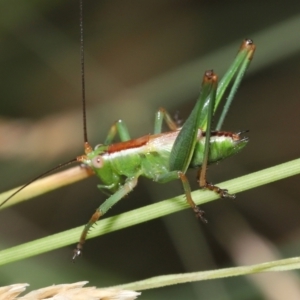 Conocephalus upoluensis at Acton, ACT - 2 Jan 2022