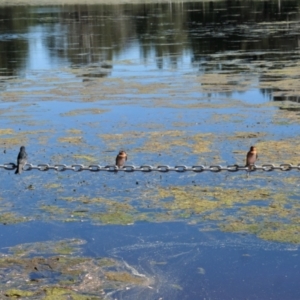 Hirundo neoxena at Gungahlin, ACT - 1 Jan 2022 10:18 AM