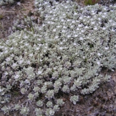 Ewartia nubigena (Silver Ewartia) at Kosciuszko National Park - 29 Dec 2021 by MatthewFrawley