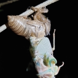 Arunta perulata at Evans Head, NSW - 2 Jan 2022 09:40 PM