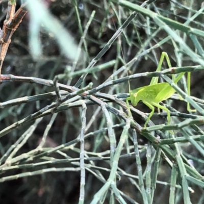 Caedicia simplex (Common Garden Katydid) at GG182 - 2 Jan 2022 by KMcCue