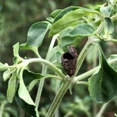 Unidentified Insect at Aranda, ACT - 2 Jan 2022 by KMcCue