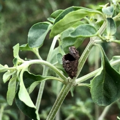 Unidentified Insect at Aranda, ACT - 2 Jan 2022 by KMcCue