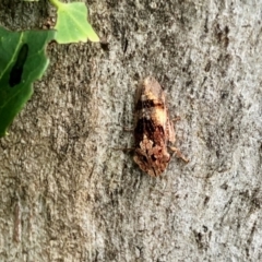 Unidentified Cockroach (Blattodea, several families) (TBC) at Aranda, ACT - 2 Jan 2022 by KMcCue