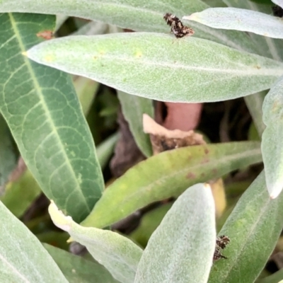 Tephritidae sp. (family) (Unidentified Fruit or Seed fly) at GG182 - 2 Jan 2022 by KMcCue