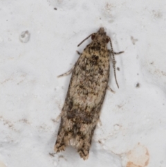 Isochorista ranulana (A Tortricid moth) at Melba, ACT - 28 Oct 2021 by kasiaaus