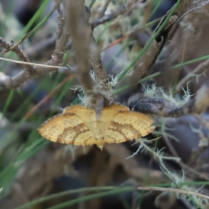 Chrysolarentia correlata at Brindabella, NSW - 2 Jan 2022