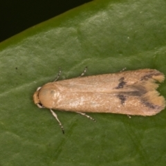 Tachystola hemisema (A Concealer moth) at Melba, ACT - 28 Oct 2021 by kasiaaus