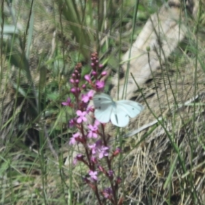 Pieris rapae at Brindabella, ACT - 2 Jan 2022 10:00 AM