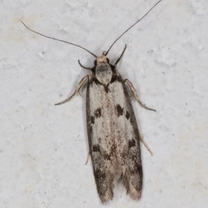 Eusemocosma pruinosa at Melba, ACT - 28 Oct 2021 11:59 PM