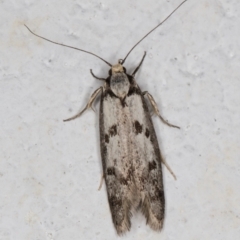 Eusemocosma pruinosa (A Concealer moth) at Melba, ACT - 28 Oct 2021 by kasiaaus