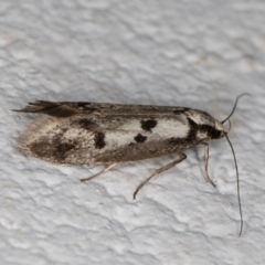 Eusemocosma pruinosa at Melba, ACT - 28 Oct 2021